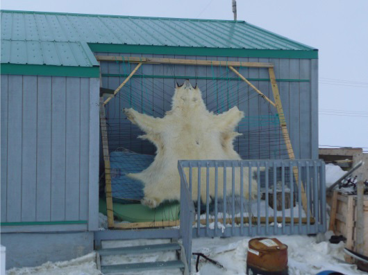 Peau d'ours en terre de Baffin